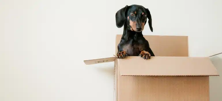 Black dachshund poking from a moving box next to a white wall